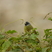 Collared Finchbill Collared Finchbill